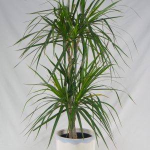 Dracena Marginata