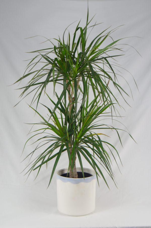 Dracena Marginata