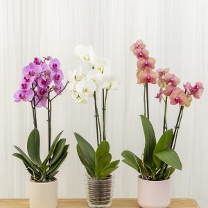 Orquidea Phalaenopsis