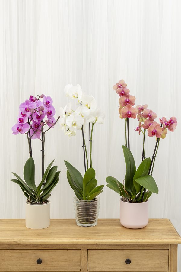 Orquidea Phalaenopsis