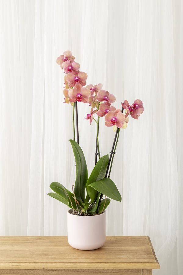 Orquidea Phalaenopsis - Imagen 3