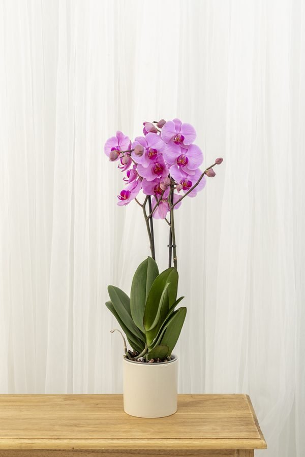 Orquidea Phalaenopsis - Imagen 4