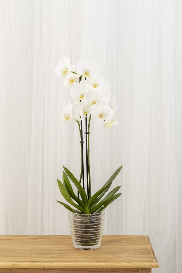 Orquidea Phalaenopsis - Imagen 2