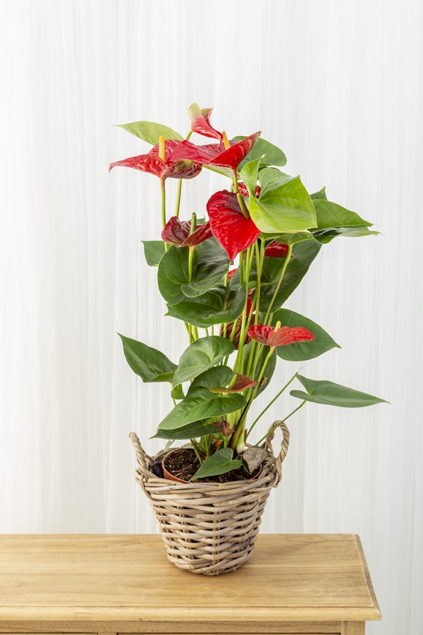 Anthurium - Imagen 2