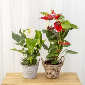 Anthurium