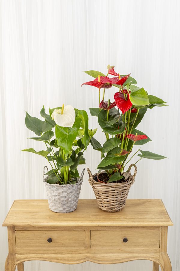 Anthurium