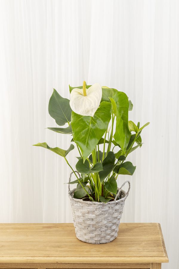 Anthurium - Imagen 3
