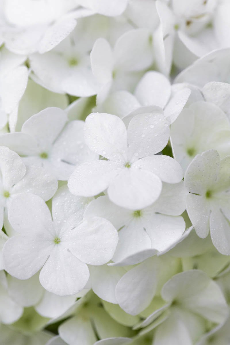 flores funerarias 0